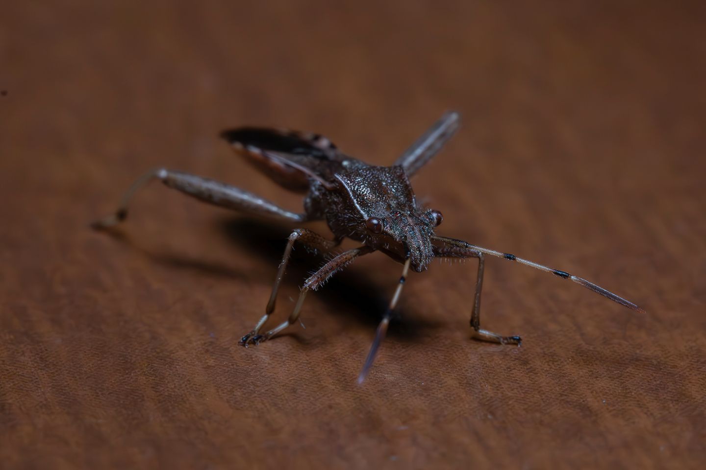 Alydidae - Camptopus lateralis